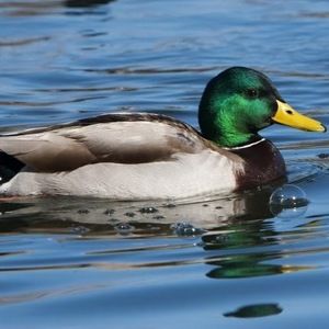 Meet your Posher, Mason